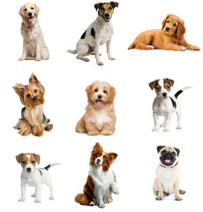 Set of Dogs with Transparent Background – High-Quality Isolated Graphics