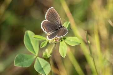 weiblicher Bläuling mit geöffneten Flügeln auf einem Klee