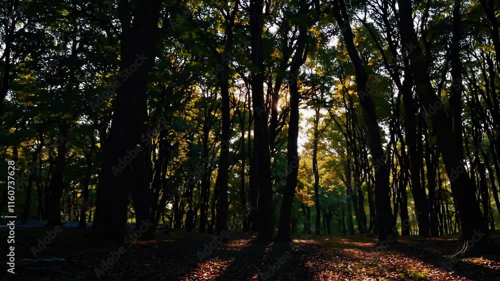 Poster tranquil forest path with sunlight filtering through tall trees, creating a serene