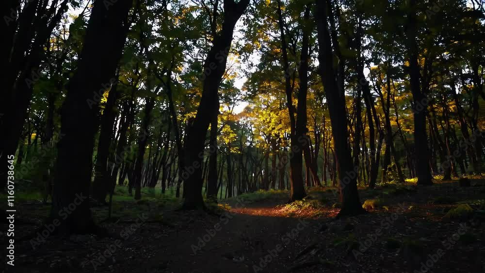 Poster tranquil forest path with sunlight filtering through tall trees, creating a serene and shaded atmosp