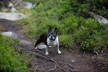 
Description:
Boston Terrier dog enjoying a mountain vacation, standing on a scenic trail...