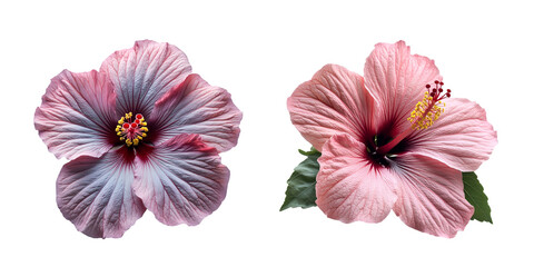 hibiscus flower isolated on white