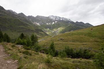 Idyllic alpine landscape in summer with lush green meadows, rolling hills, and majestic mountain peaks under a clear blue sky. Peaceful and scenic nature view.