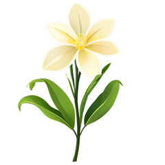 Fototapeta premium frangipani flower isolated on white