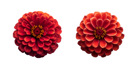 red flower isolated on white background