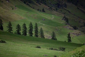 Scenic summer landscape of the Alps near Pfelders, featuring lush green meadows, rugged mountain peaks, and clear blue skies.
