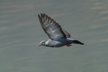 Pigeon in the flight. Rock pigeon or Common pigeon is a member of the bird family Columbidae (doves and pigeons). It is often referred to as the pigeon.