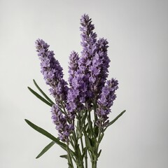 Fototapeta premium A light purple lavender flower with fragrant blooms, isolated on white.