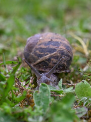 Cepaea hortensis