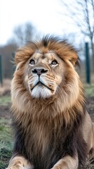 Fototapeta premium A majestic lion gazes upward, showcasing its impressive mane and regal demeanor.