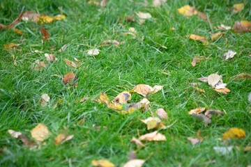 Green grass and yellow leaves on it, autumn concept