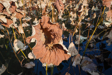 Dry lotus leaves in the pond of Suzhou Street, Summer Palace, Beijing
