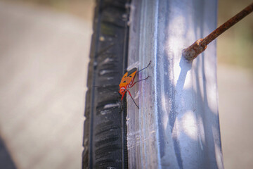 Macro Shot of a Red Bug on a Rusty Bicycle Wheel