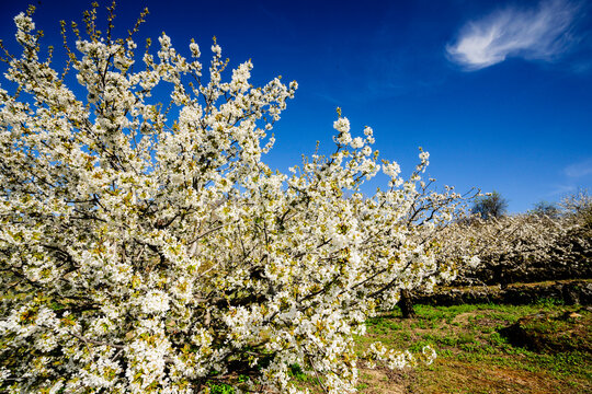 Cherry blossoms -Prunus cerasus-, Cabrero, Jerte Valley, C&aacute;ceres, Extremadura, Spain, Europe