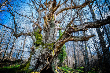 Chestnut tree of Escondelobo - Castanea sativa -, unique tree, Casas del Castañar, San Bernabé mountain range-Jerte valley, Cáceres, Extremadura, Spain, Europe