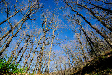chestnut grove Casas del Castañar, San Bernabé mountain range-Jerte valley, Cáceres, Extremadura, Spain, Europe