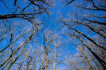 chestnut grove Casas del Castañar, San Bernabé mountain range-Jerte valley, Cáceres, Extremadura, Spain, Europe