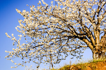 Cherry blossoms -Prunus cerasus-, Casas del Castañar, Jerte Valley, Caceres, Extremadura, Spain, Europe