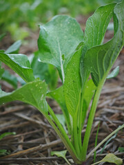 Obraz premium fresh organic lettuce in garden