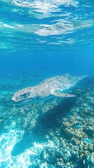 Fototapeta premium An underwater scene featuring a large marine animal swimming over coral reefs.