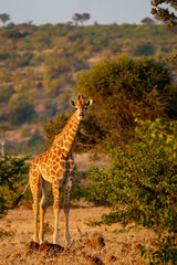South African giraffe or Cape giraffe (Giraffa giraffa) or (Giraffa camelopardalis giraffa). Mashatu Game Reserve. Northern Tuli Game Reserve.  Botswana.