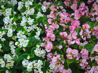 blossom pink and white flower