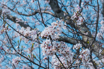 青空を背景に咲く満開の桜と若葉の芽吹き