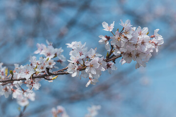 青空に映える桜の枝と優しい春の雰囲気