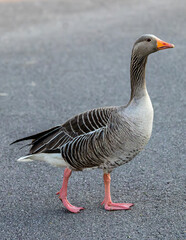 Portrait of a walking Canada Goose. Close up of a wild bird.