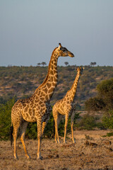 South African giraffe or Cape giraffe (Giraffa giraffa) or (Giraffa camelopardalis giraffa) herd. Mashatu Game Reserve. Northern Tuli Game Reserve.  Botswana.