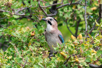 An adult Eurasian jay ( Garrulus glandarius) sits in an oak tree among leaves and acorns