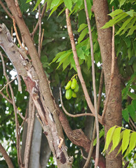  Averrhoa bilimbi fruit on tree