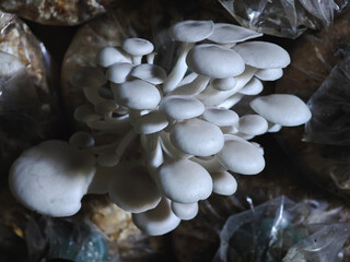 fresh oyster mushroom  in farm