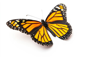 Naklejka premium Butterfly with orange wings is sitting on a white background. The butterfly is the main focus of the image, and its bright colors create a sense of beauty and freedom