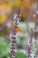 Obraz premium Silver spurflowers (coleus argentatus) in bloom