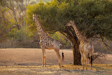 South African giraffe or Cape giraffe (Giraffa giraffa) or (Giraffa camelopardalis giraffa) herd feeding on a shepherd's tree. Mashatu Game Reserve. Northern Tuli Game Reserve.  Botswana.