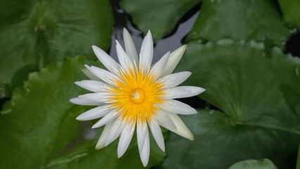 White lotus in the park