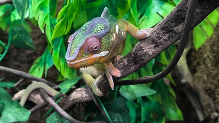 The lizards are kept in a glass tank.
