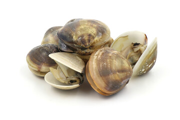 Closed up fresh baby clams, venus shell, shellfish, carpet clams, short necked clams, as raw food from the sea are the seafood ingredients. fresh clams isolated on white background.