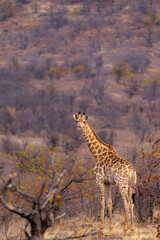 South African giraffe or Cape giraffe (Giraffa giraffa) or (Giraffa camelopardalis giraffa). Mashatu Game Reserve. Northern Tuli Game Reserve.  Botswana.