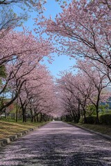 Road lined with cherry blossom trees in full bloom, pink petals covering the sky and branches - Spring scenic landscape