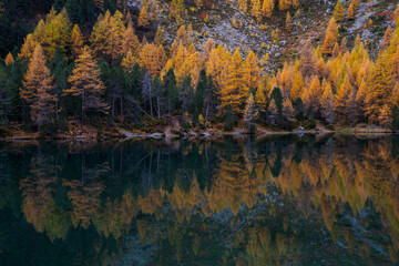 Golden larches reflection