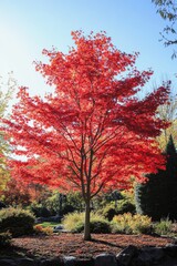 Majestic Japanese Maple Tree with Vibrant Red Leaves in an Ancient Garden