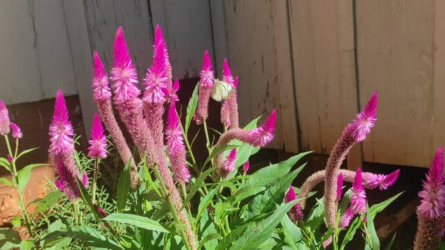 Celosia Flamingo Purple, ornamental plant, exotic flower, purple flowers, gardening, vibrant nature, floral decoration, flower close-up