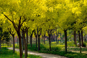 The locust tree forest in summer grows beautiful yellow leaves in urban parks in North China