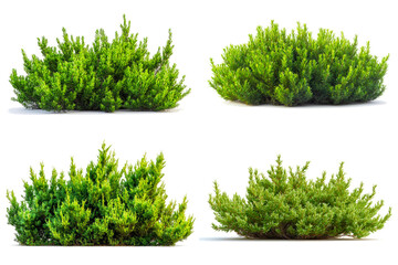Photorealistic juniper shrub collection featuring lush green foliage against a transparent background