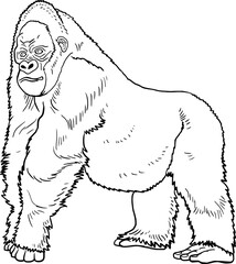 gorilla sketch line vector illustration isolated on white background © Susanto