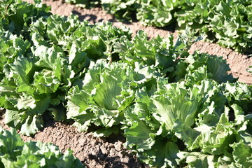 Yuma, AZ. U.S.A. 11/2024.  At the convergence of Arizona, California, Mexico and the Colorado River is Yuma, Arizona, the Winter Lettuce capital of North America. 