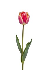 The Art of Photography Through a Single Flower Picture