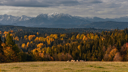 Widok z Przełęczy nad Łapszanka, pora roku- jesień © Daniel